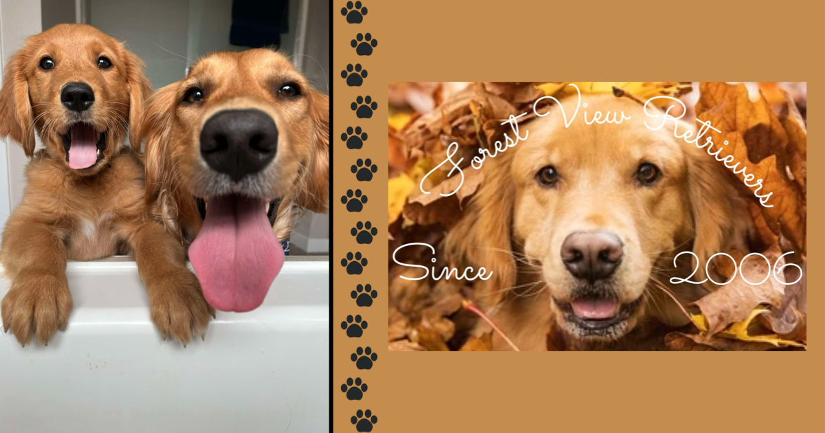 Forest View Retrievers